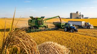 How Millions of Tons of Rice Are Harvested and Processed in America | Farming Documentary