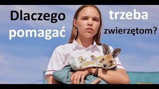 Wysoko Wrażliwa recenzuje: Lilly i kangurek jako forma dbania o zwierzęta
Film o uroczych kangurkach, przeżywaniu żałoby i tym, jak łatwo ludziom przychodzi hejt.
Jedna drobna uwaga: Chris zajmował się przede wszystkim zapowiadaniem pogody, ale pozwolili mu zrobić pechowy reportaż.
Edycja: Oliwia-ANTC
Zdjęcia: Google Images
Nagrania: Własne
Program: DaVinci Resolve 18.6 Wysoko Wrażliwa recenzuje: Lilly i kangurek jako forma dbania o zwierzęta