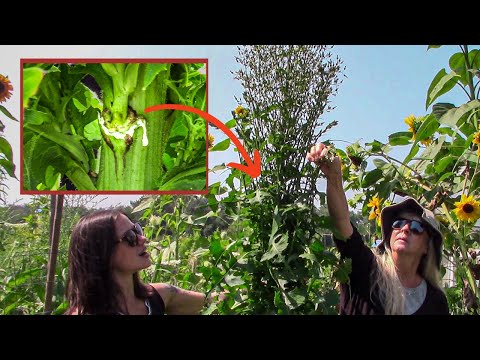 Wild Opium Lettuce
