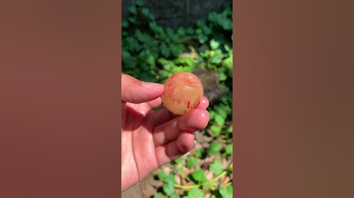 Perbedaan cara makan buah anggur di indonesia dan amerika #caramakananggur