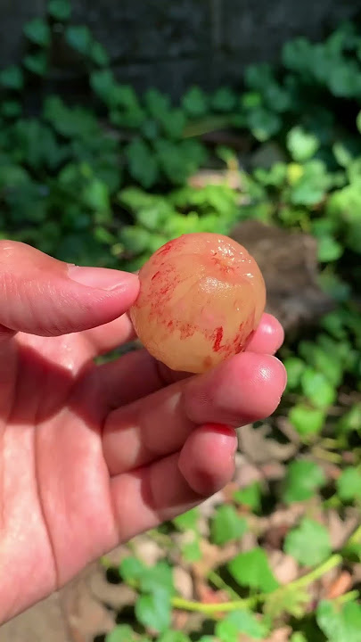Perbedaan cara makan buah anggur di indonesia dan amerika #caramakananggur