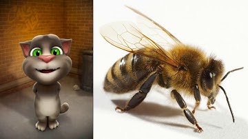 تعليم الاطفال النطق والكلام بالصوت والصورة مع توم المتكلم बच्चे सीखते हैं Sasy Diy