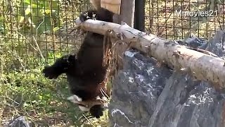丸太から逆さまに・・赤ちゃんレッサーパンダ~Red Panda Baby