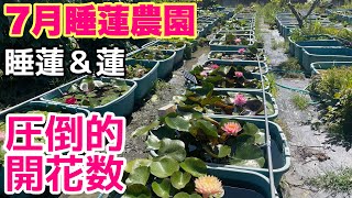 7月の睡蓮農園は蓮＆睡蓮がヤバイ！！メダカ睡蓮ビオトープ 舞妃蓮 大