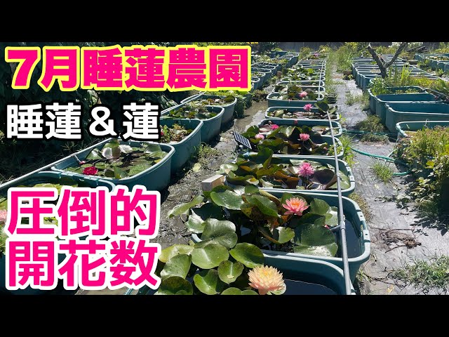 7月の睡蓮農園は蓮＆睡蓮がヤバイ！！メダカ睡蓮ビオトープ 舞妃蓮 大
