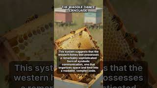 Bee Waggle Dance: A Natural Language System #shorts