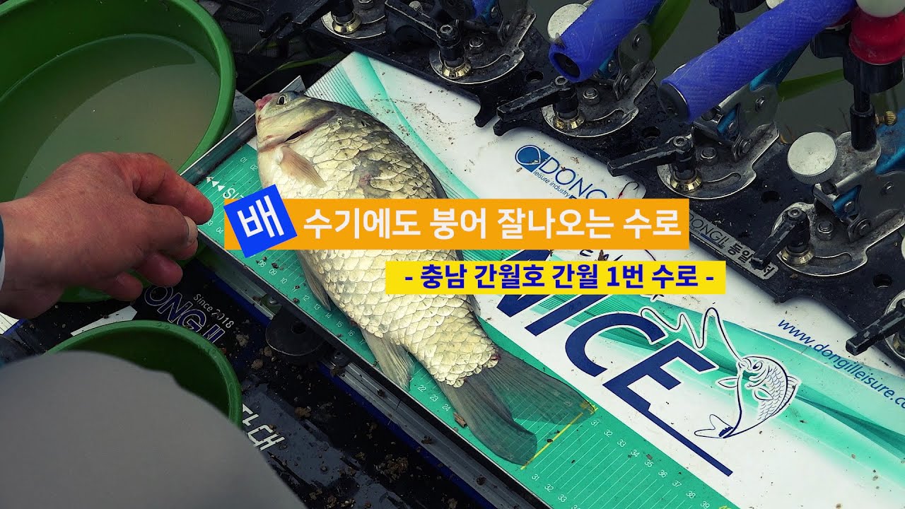 [자연지] 145.배수기에도 붕어 잘 나오는 수로 - 충남 간월호 간월1번 수로(2023.5.23)