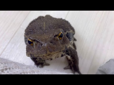 うちのヒキガエルがずっと追いかけてくるのでたぶん愛されてる