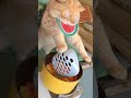 How to make scrambled eggs with tomatoes?#exlittlebeans will teach you #catcooking #funnycat