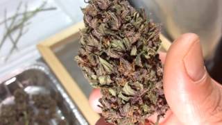 Dark Devil Auto (Sweet Seeds)  cosecha parte 2