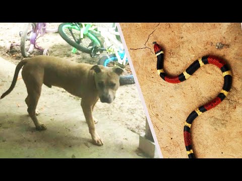 Family Credits Pit Bull for Saving Boy’s Life From Snake