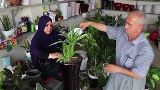 لە كەلار گوڵی سروشتی جێی بە گوڵی دەستكرد لەقكردووە