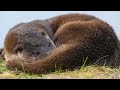 An Orkney summer - an otter's tale