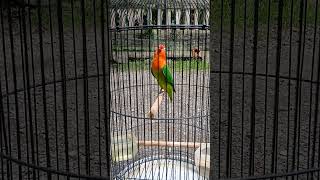 Suara Burung Lovebird Biola Fighter