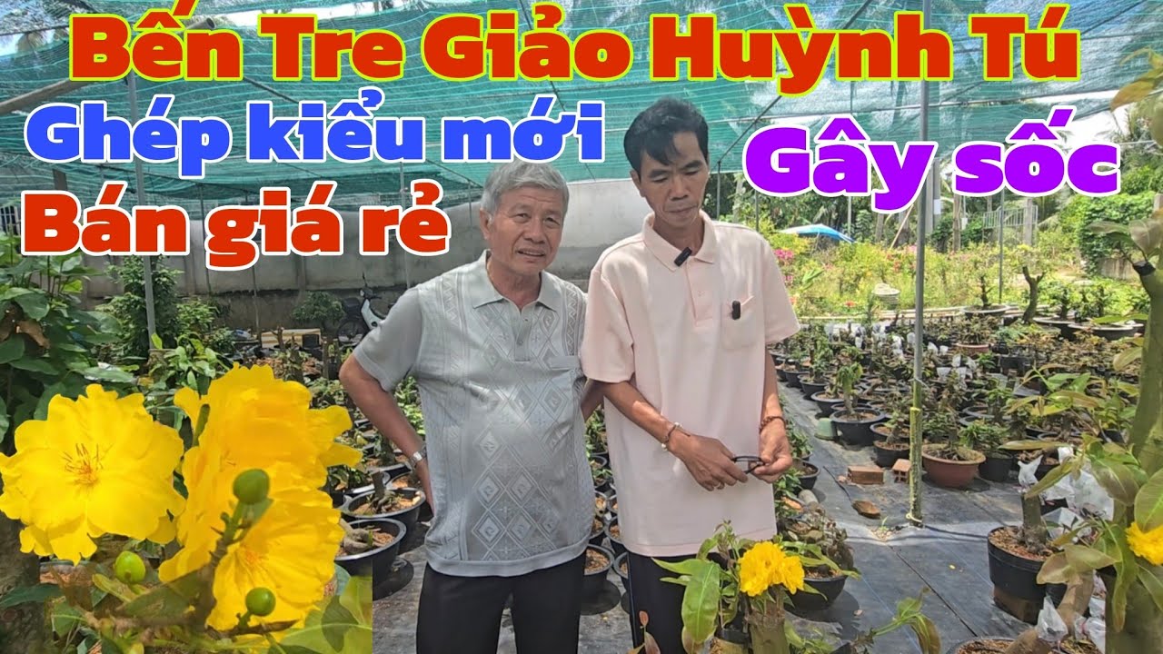 Bến Tre chủ vườn ghép Giảo Huỳnh Tú kiểu mới bán giá này gây sốc 
