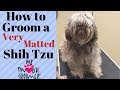 How to Groom a Shih Tzu Very Matted