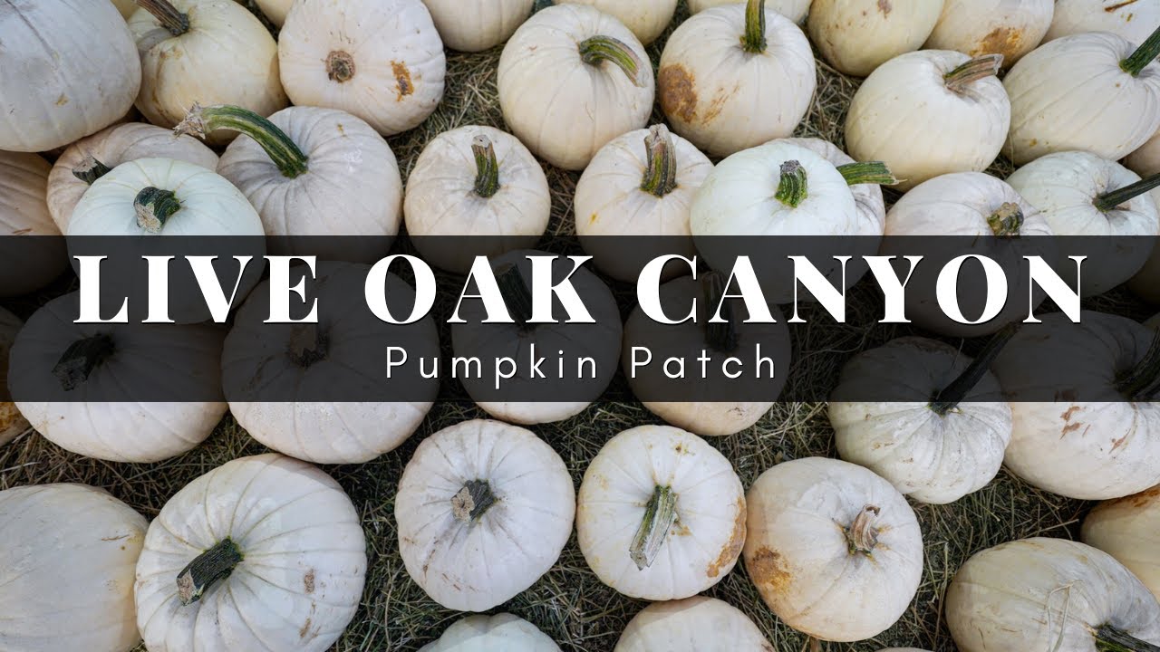 Live Oak Canyon Pumpkin Patch in Yucaipa: Pumpkin Blasters, Tractor Rides & a Petting Zoo