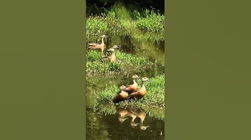 Photo pose of lesser whistling ducks #shorts