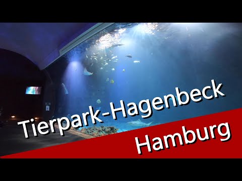 tierpark---hagenbeck-in-hamburg---besuch-des-gigantischen-aquariums