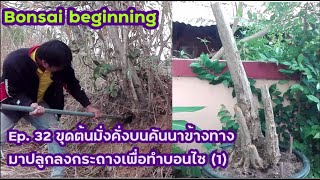 Bonsai beginning Ep.32 ขุดต้นมั่งคั่งบนคันนาข้างทาง มาปลูกลงกระถางทำบอนไซ (1)