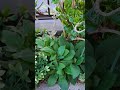 額紫陽花の株元で、なんと夏越しした!2年目の 奇跡の #ジキタリス 何色の花が咲くのかしら... #garden