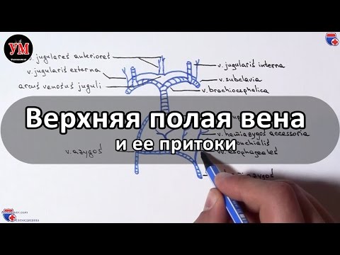 Видео: Брахиоцефална вена анатомия, функция и диаграма - Карти на тялото