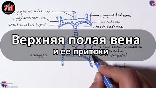 Верхняя полая вена и ее притоки - meduniver.com