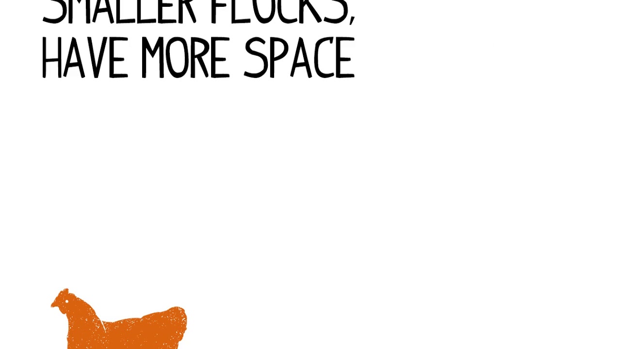 Organic Vs Free Range What's the Difference? YouTube