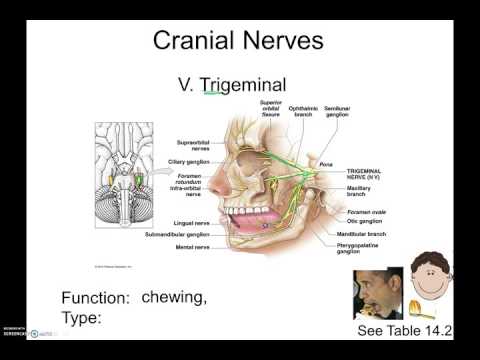 Nervous System4 pt2 Cranial Nerves - YouTube