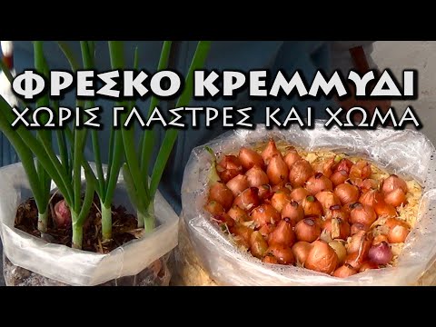 Βίντεο: Πώς να φυλάσσετε τα πράσινα κρεμμύδια