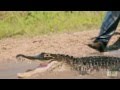 Gator Crossing Ahead | Gator Boys