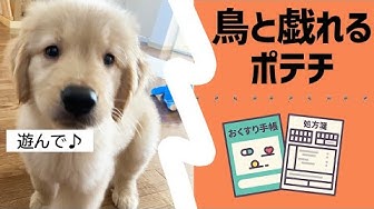 しゃべる犬 Youtube