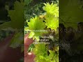 あなたが大切な植物を教えてください