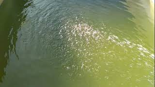 Élevage De Poisson Tilapia Dans Un Bassin Sur Le Toit Dune Maison