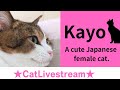 ★CatLivestream★63