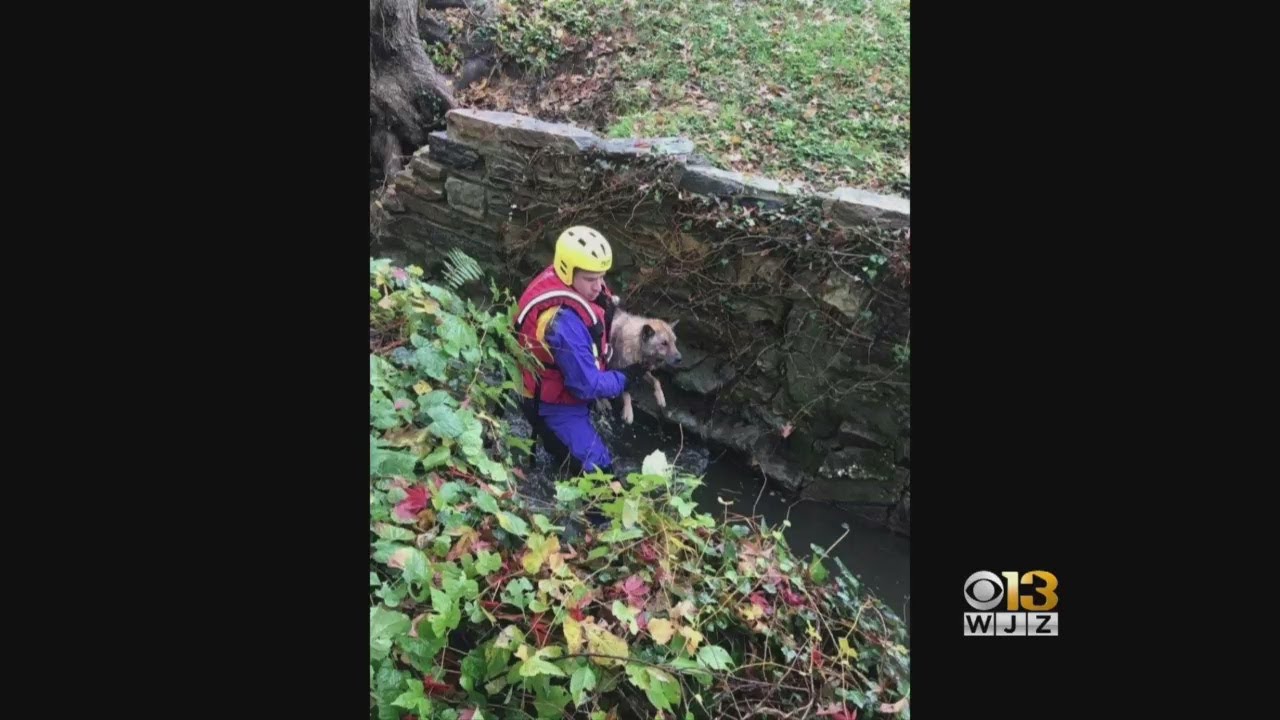 Fire Crews Rescue Dog Stuck In A Stream - YouTube
