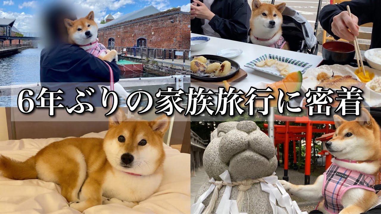 【柴犬】6年ぶりの家族旅行で北海道大満喫してきました!