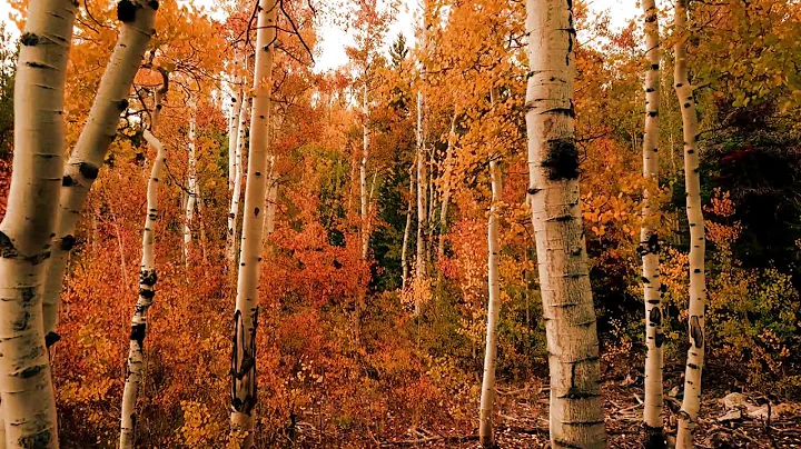 Autumn leaves Background effects for video editing | Free HD Video Download