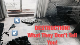 THE ROTTWEILERS UGLY TRUTH! [LET’S BE HONEST]