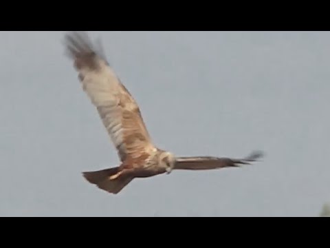 Marsh Harriers - tewbirds @ RSPB Flowmere - 2016-04