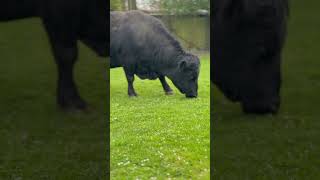 #calm #viral #food #farming #love #viralworld #rainfacts #scatteredrain #hotrain #theahail #coldday