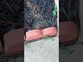 la lagartija 🦎