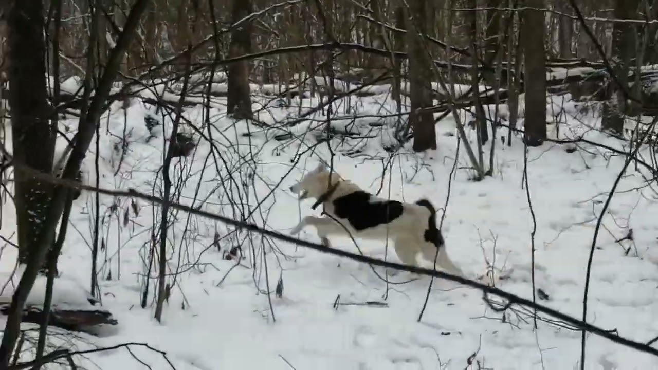 Удачный день