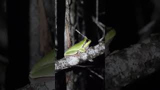 Searching ￼for the Pine Barrens Tree Frog