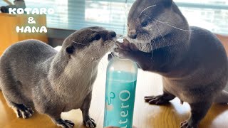 高級な水でお茶漬け食べするカワウソに起こった変化　Otter's Unique Way of Eating with Top Quality Water
