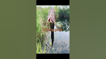 Con cá khó câu nhất Việt Nam lv1-lv999