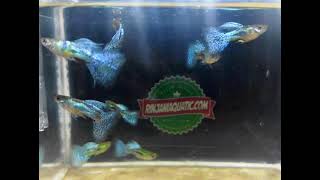 guppy blue grass depok timur