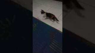 Kucing Kebingungan