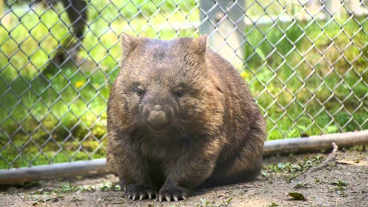 ボーッとするウォンバットのフク 五月山動物園 Youtube ボーッとするウォンバットのフク 五月山動物園 Youtube