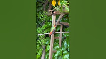 Shocking Truth About Hummingbird  #viral #hummingbirdfeeders #birds #shorts